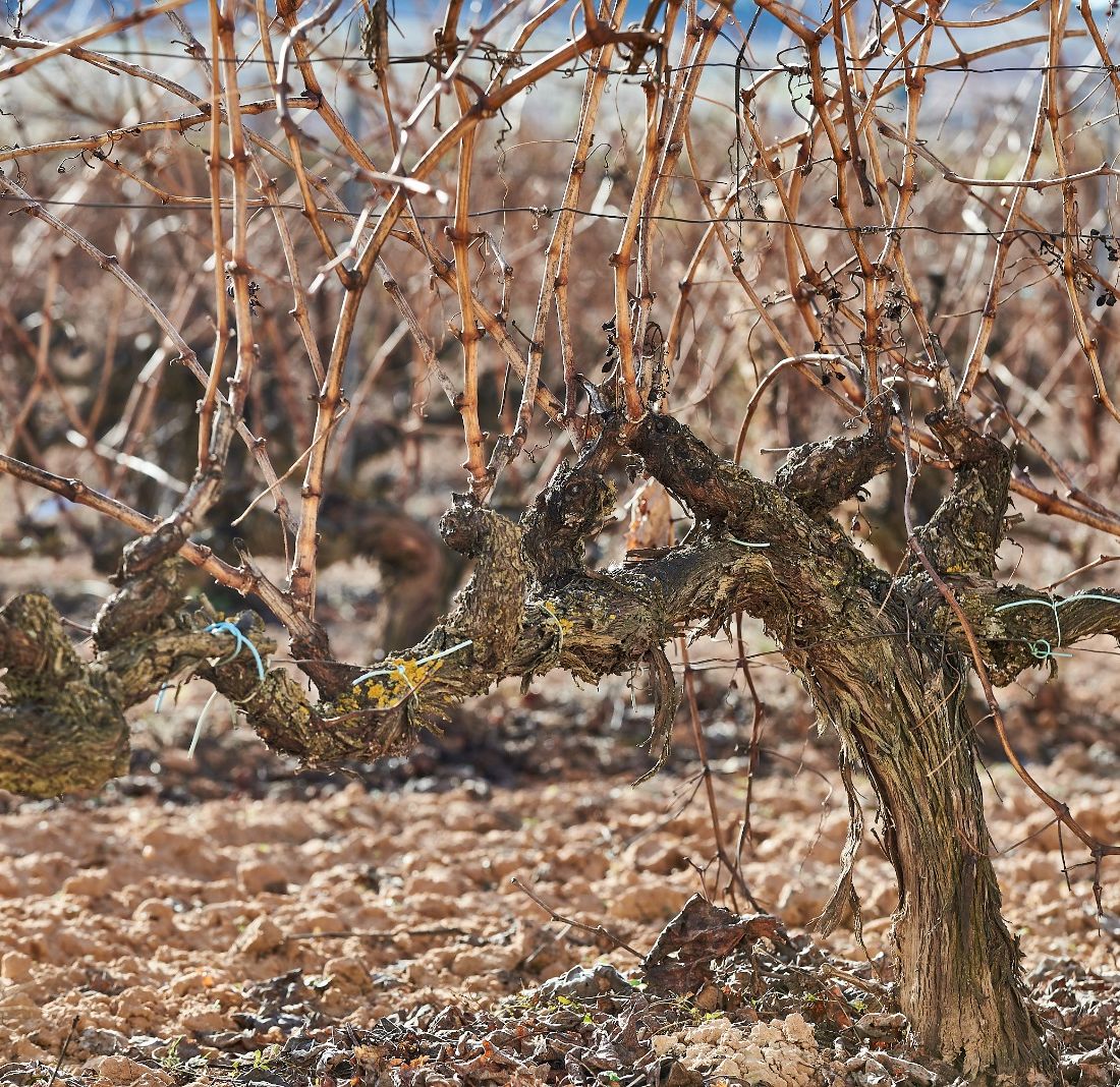 Bodega Valtoñar rosé