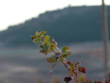 Bodega Valtoñar planta