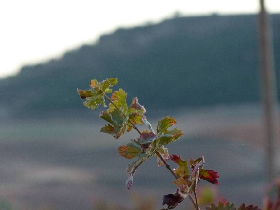 Bodega Valtoñar planta