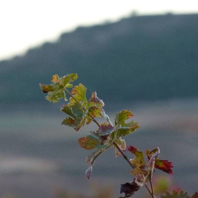 Bodega Valtoñar planta